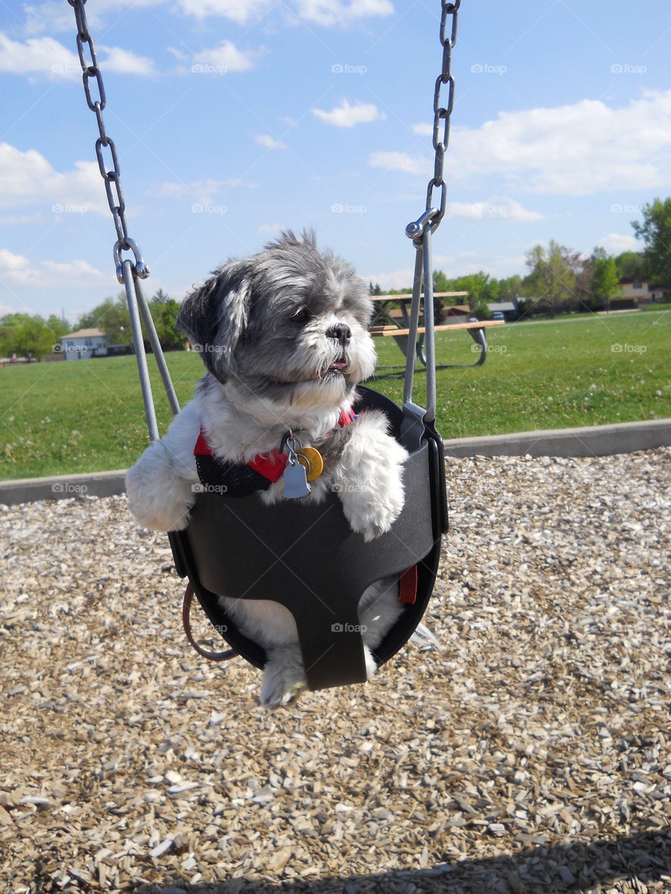 Swinging Dog