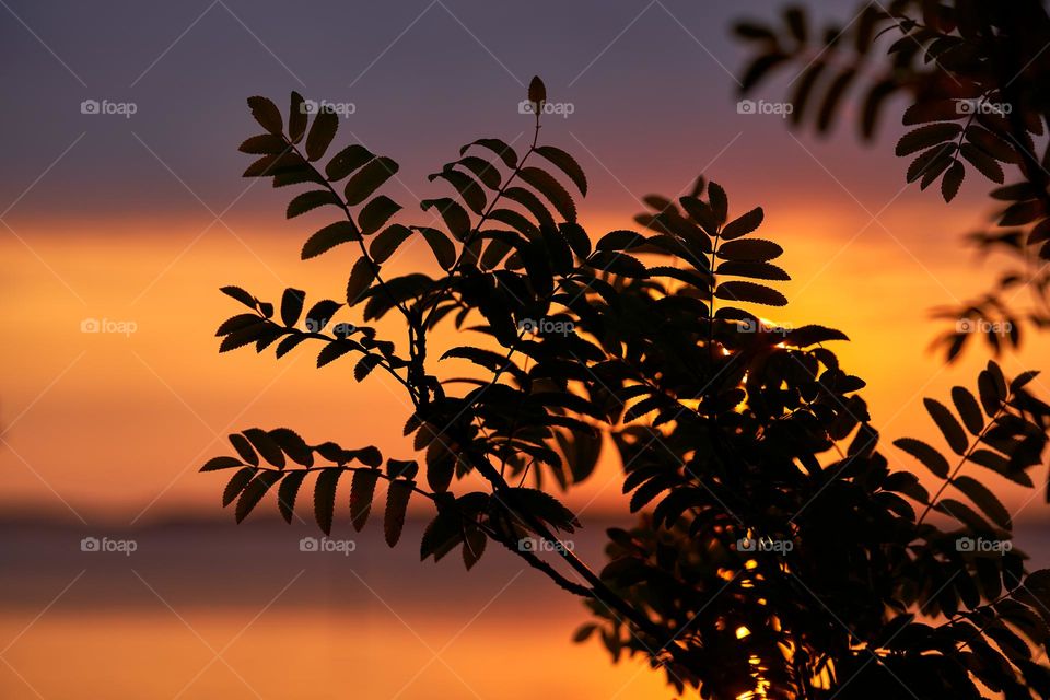 Silhouette of rowan leaves in sunset light.
