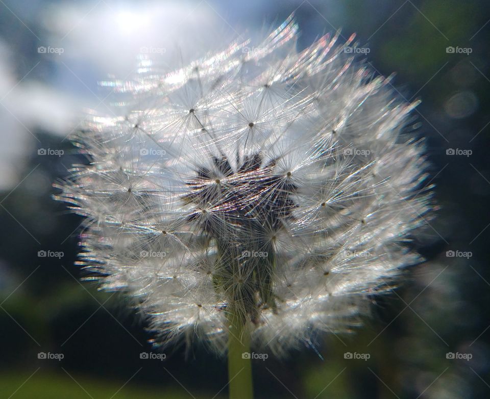 pusteblume Löwenzahn Blume Samen
