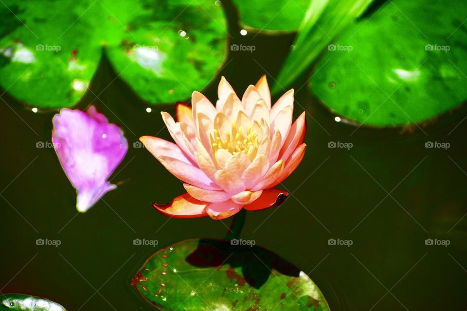 Pond flower 