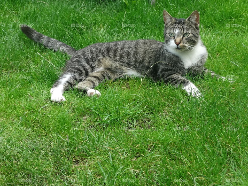cat lies stretched out in the green grass
