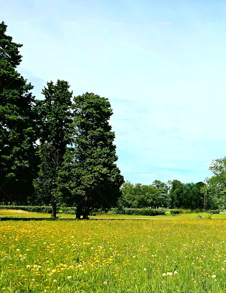 A field of yellow wildflowers, blue skies, and trees are the settings for a beautiful spring day, a feel-good day.