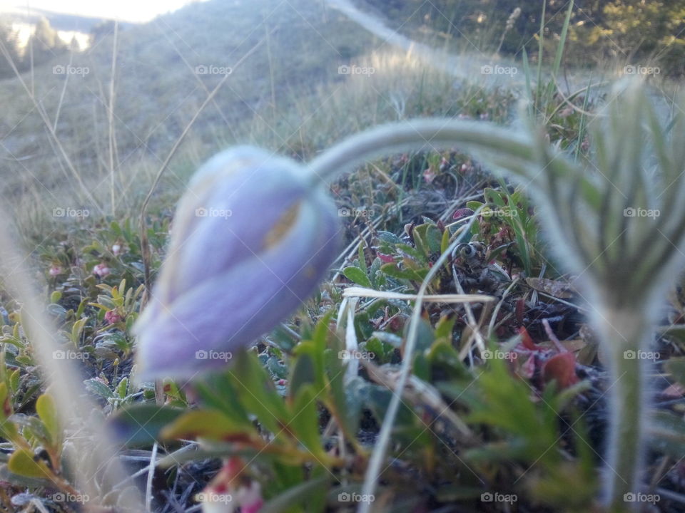 Dawn prairie Crocus. The waking at dawn of a Prairie crocus