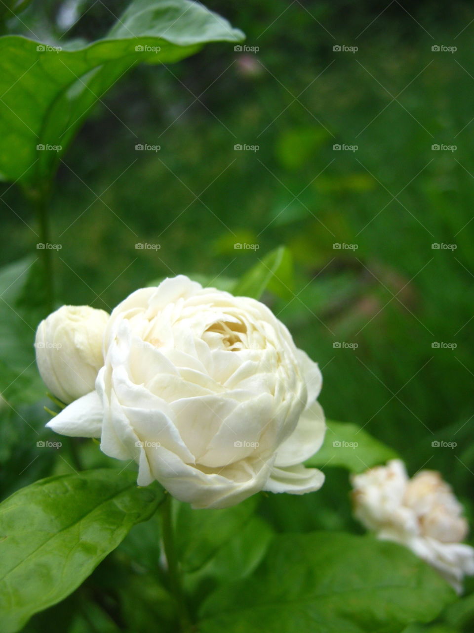 jasmine flowers in the garden