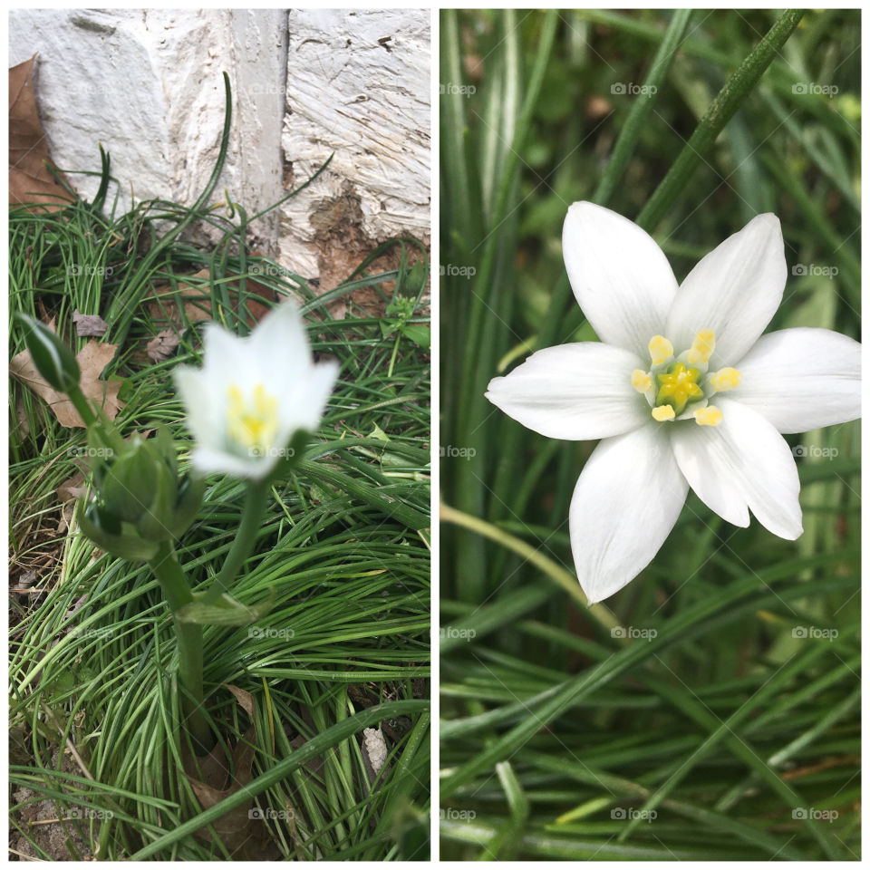 My star of Bethlehem’s are beginning to bloom just love these little flowers be real pretty when they all bloom.