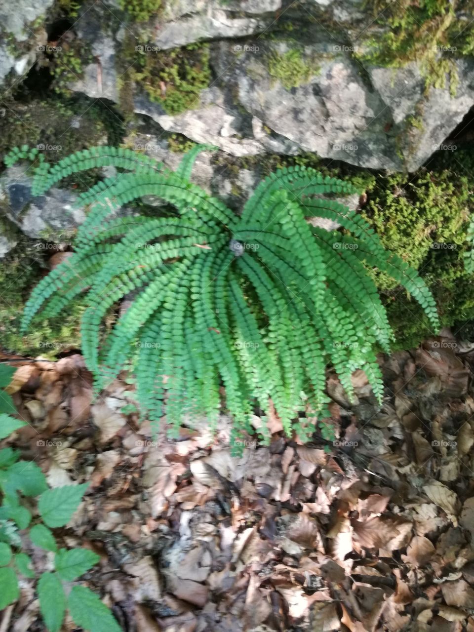 Fern in the Wood
