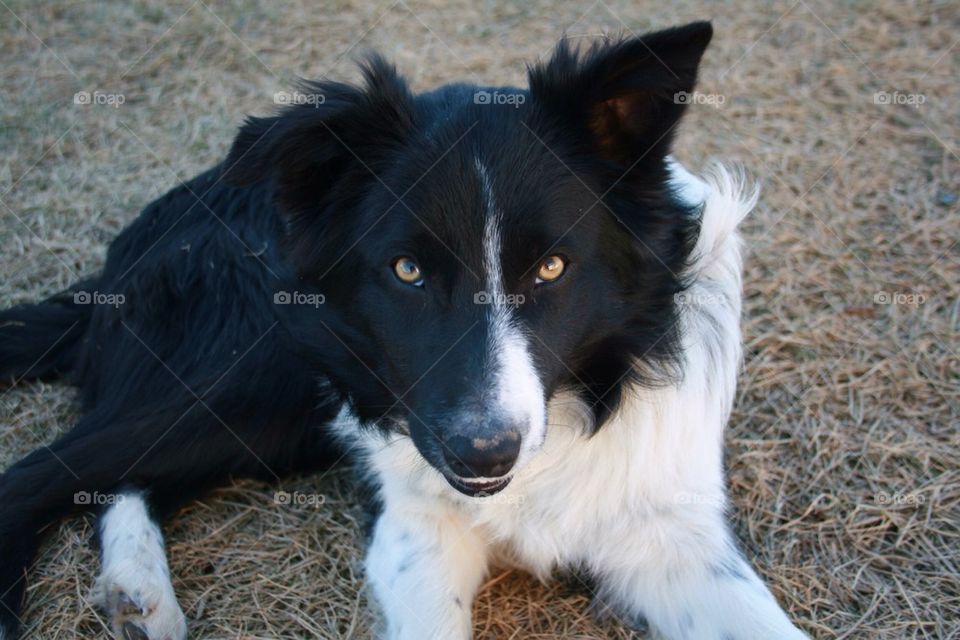 Dog sitting on hay