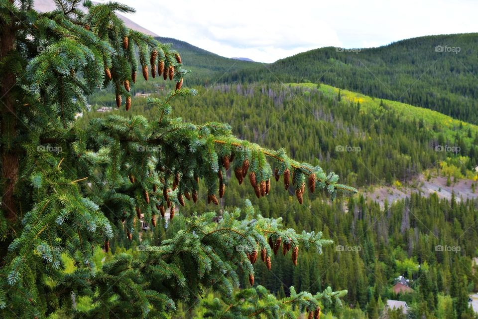 Pine cones 