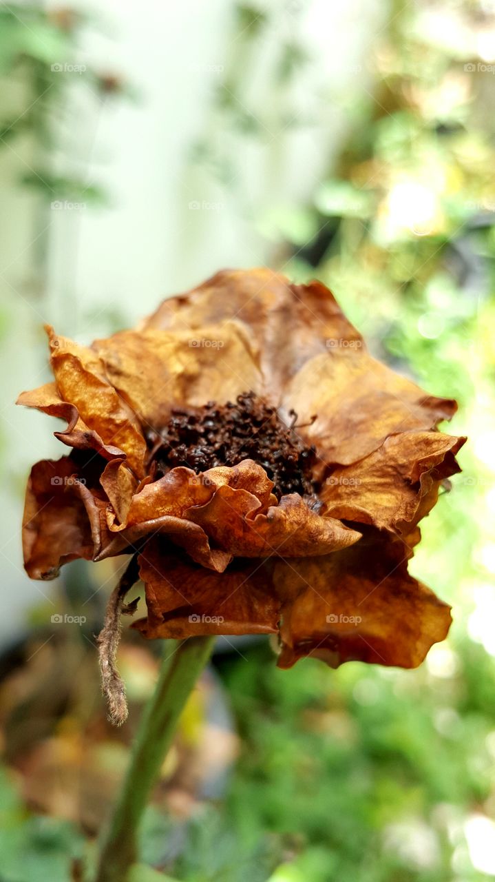 #rose , #dried rose,   #dried flower ,#flowers , #alone , #natrue