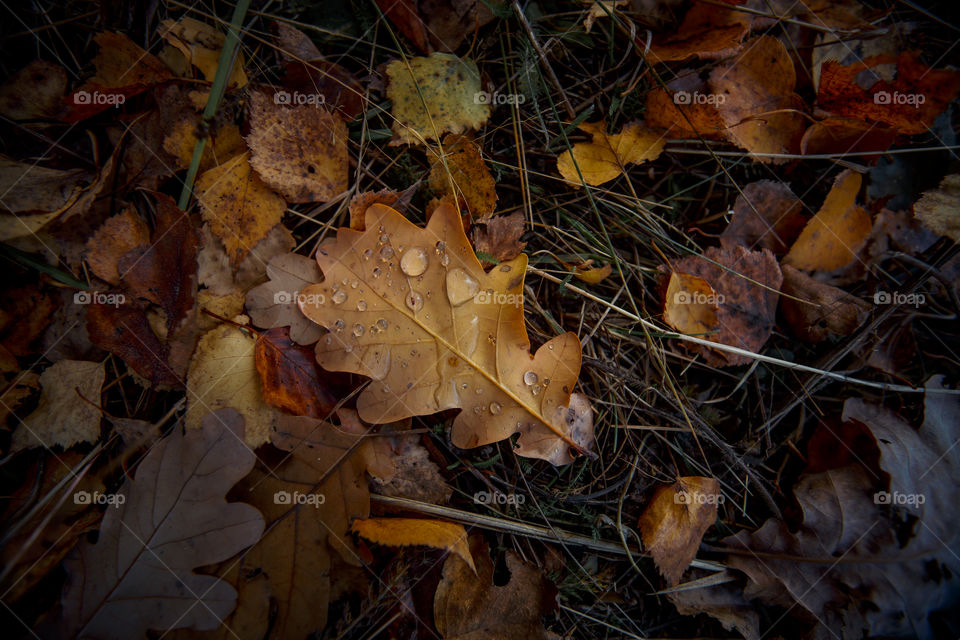 Autumn leaves cover background 