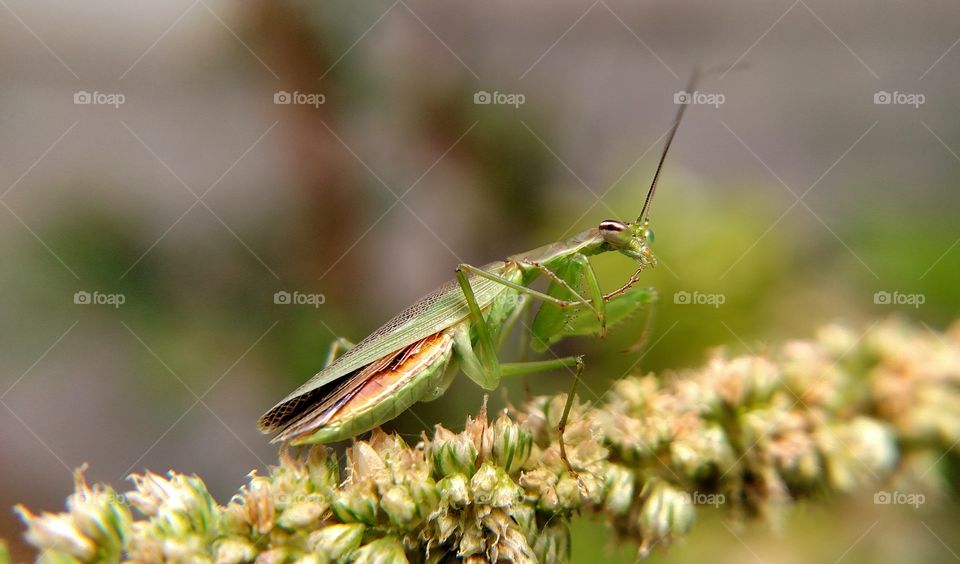 PRAYING MANTIS STANDING ON THE FLOWER