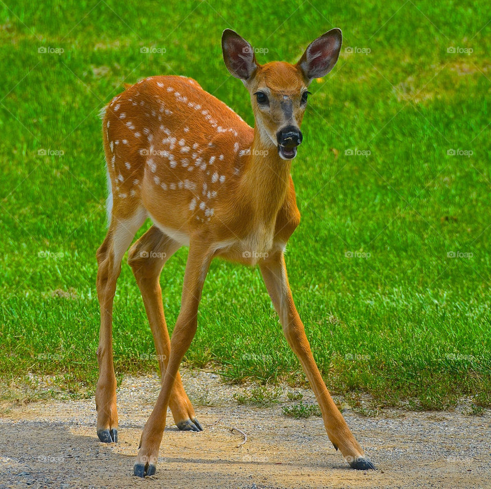 bambi