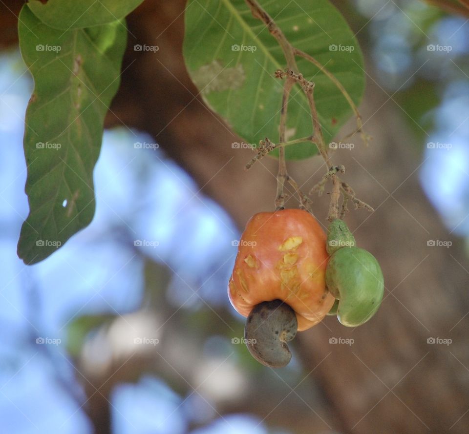 Caju Bittencourt by birds 