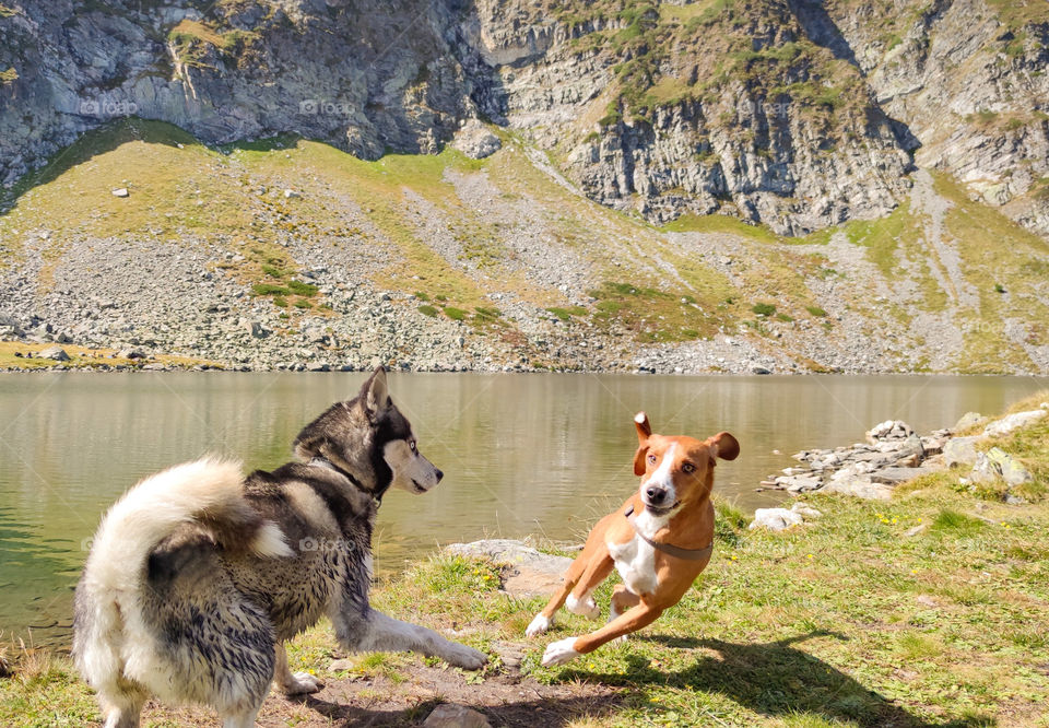 Dog couple playing together