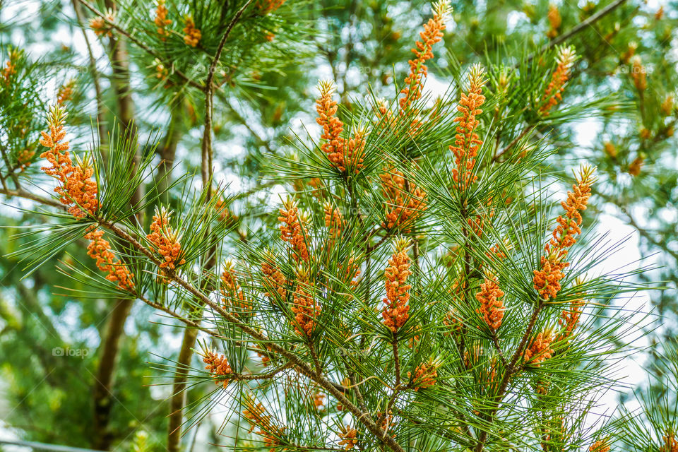 Young pine flowers barely beginning to form on a tree