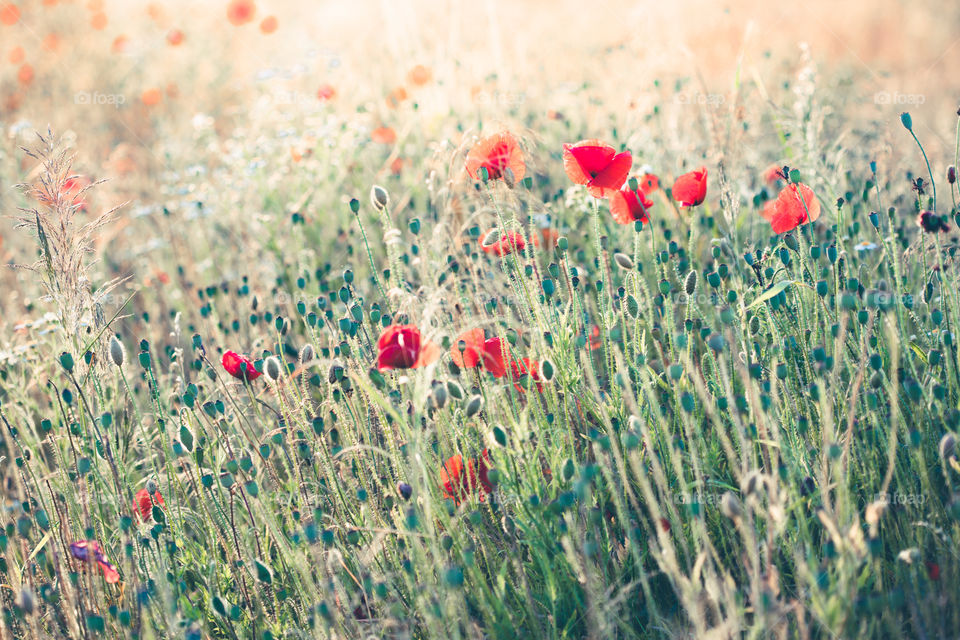 Poppies flowers and other plants in the field. Flowery meadow flooded by sunlight in the summer