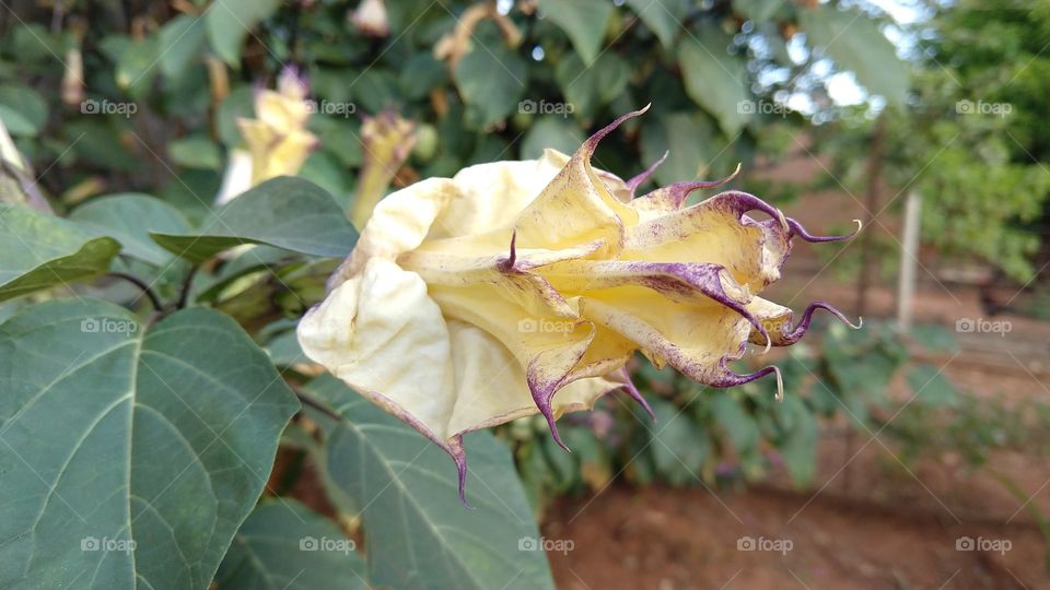 Flores exóticas em plantas maiores.