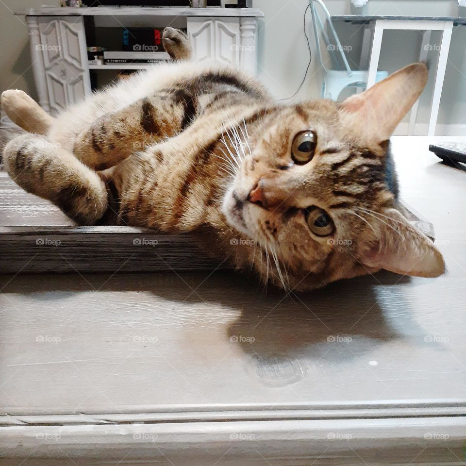 Ivey a sweet tabby cat is laying on the coffee table and looking towards the camera.