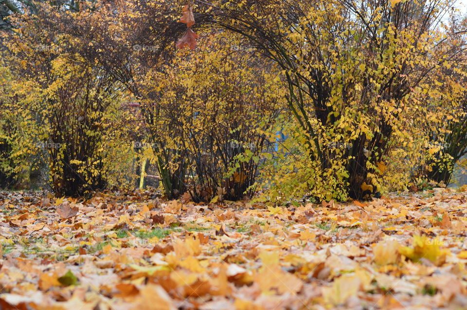 Autumn trees in forest