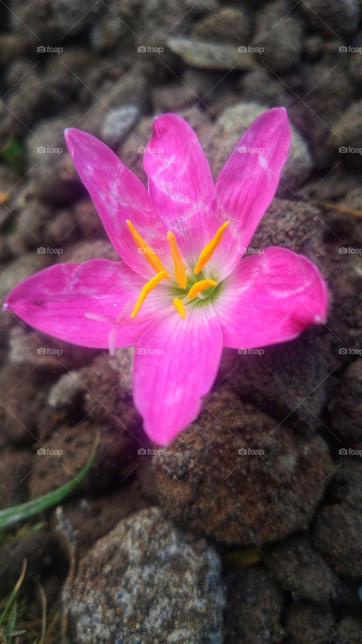 Beautiful flowers among the small stones.