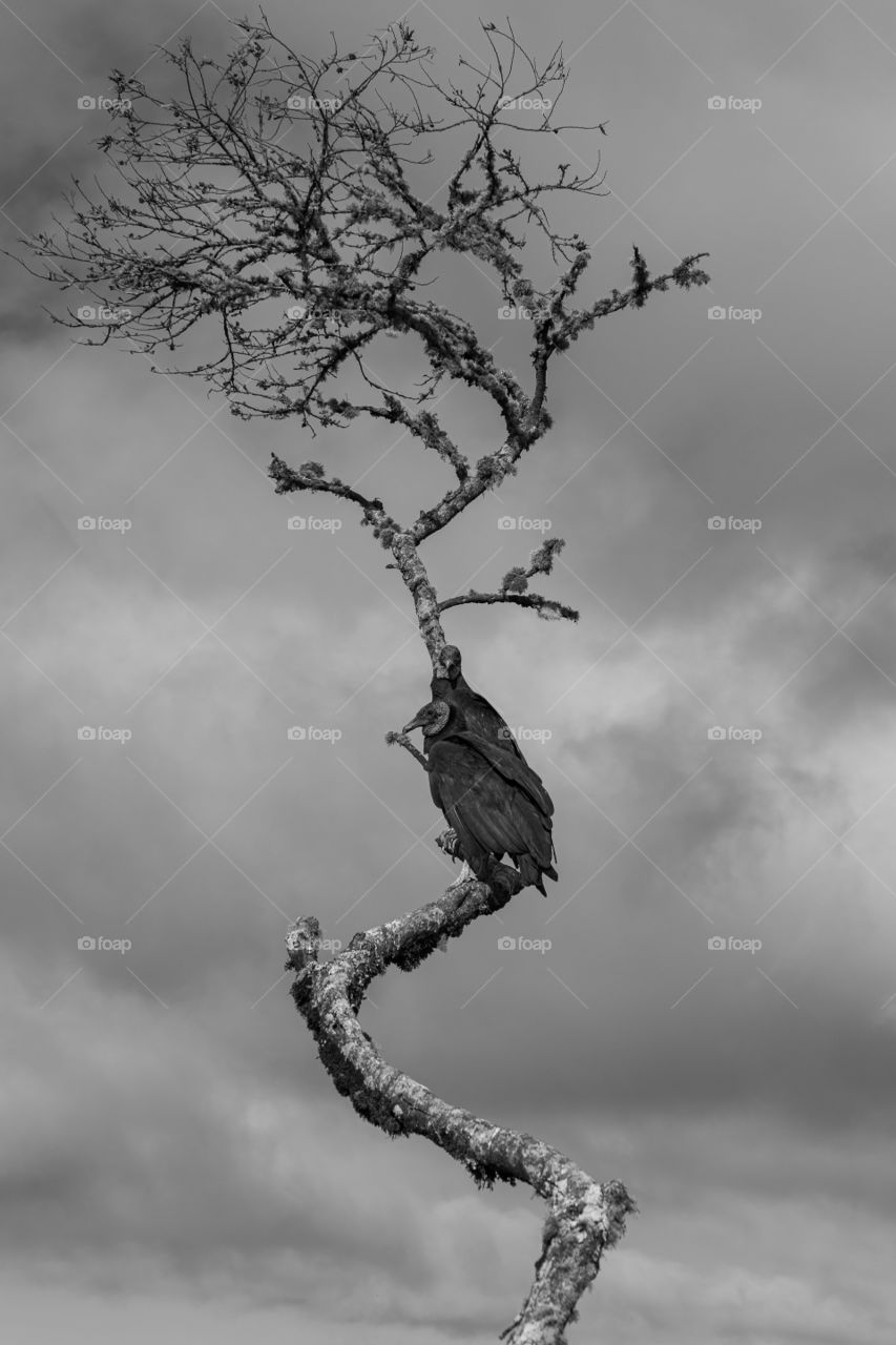 Two vultures waiting for someone's death