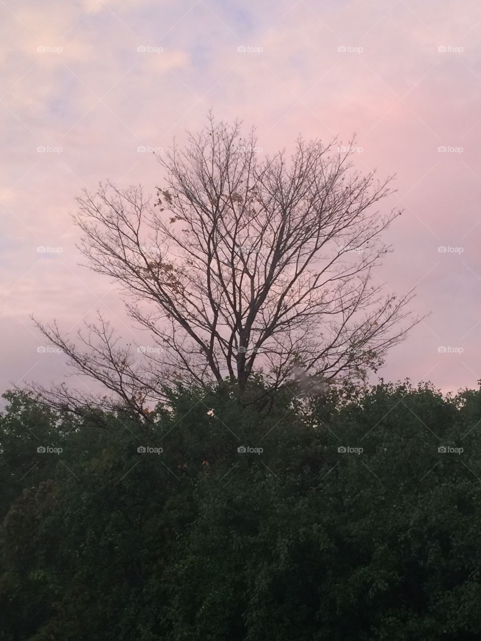 Pink tree 
