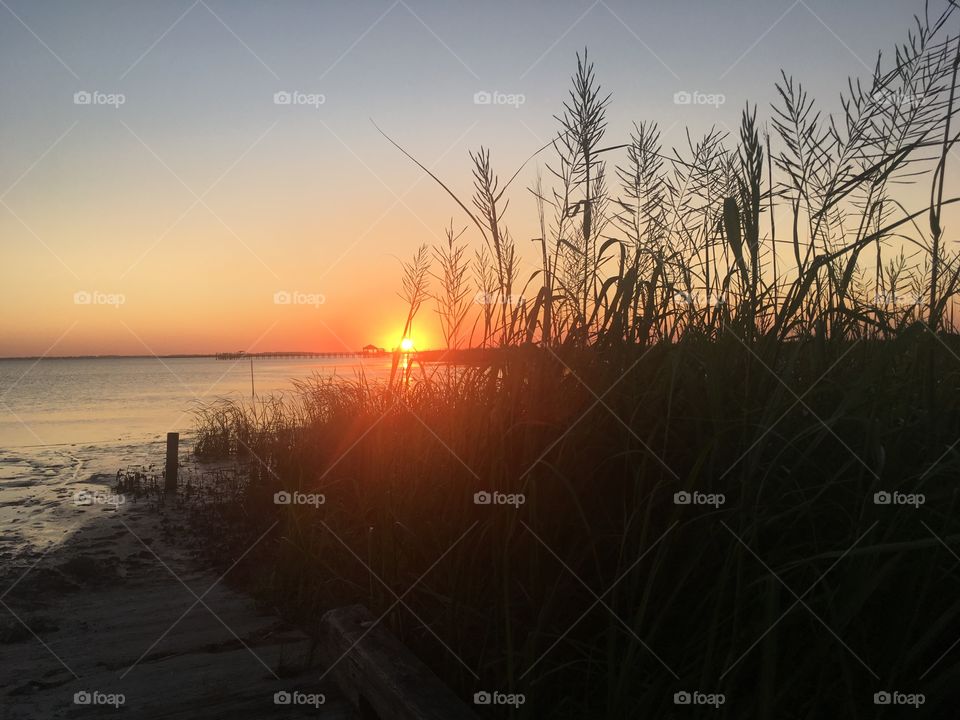 Reeds at sunset on the Currituck Sound