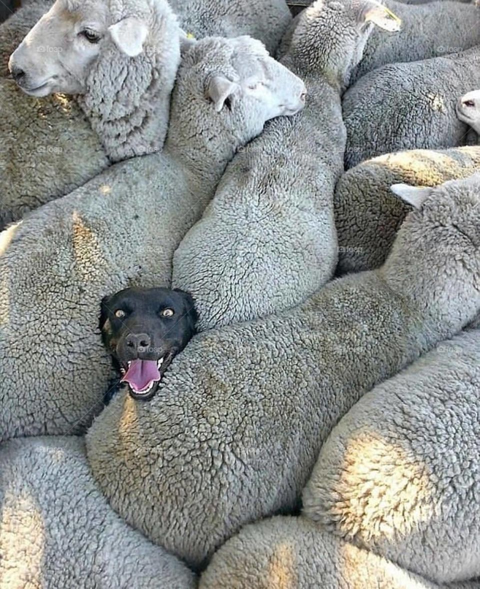 The guard dog in the middle of the sheep