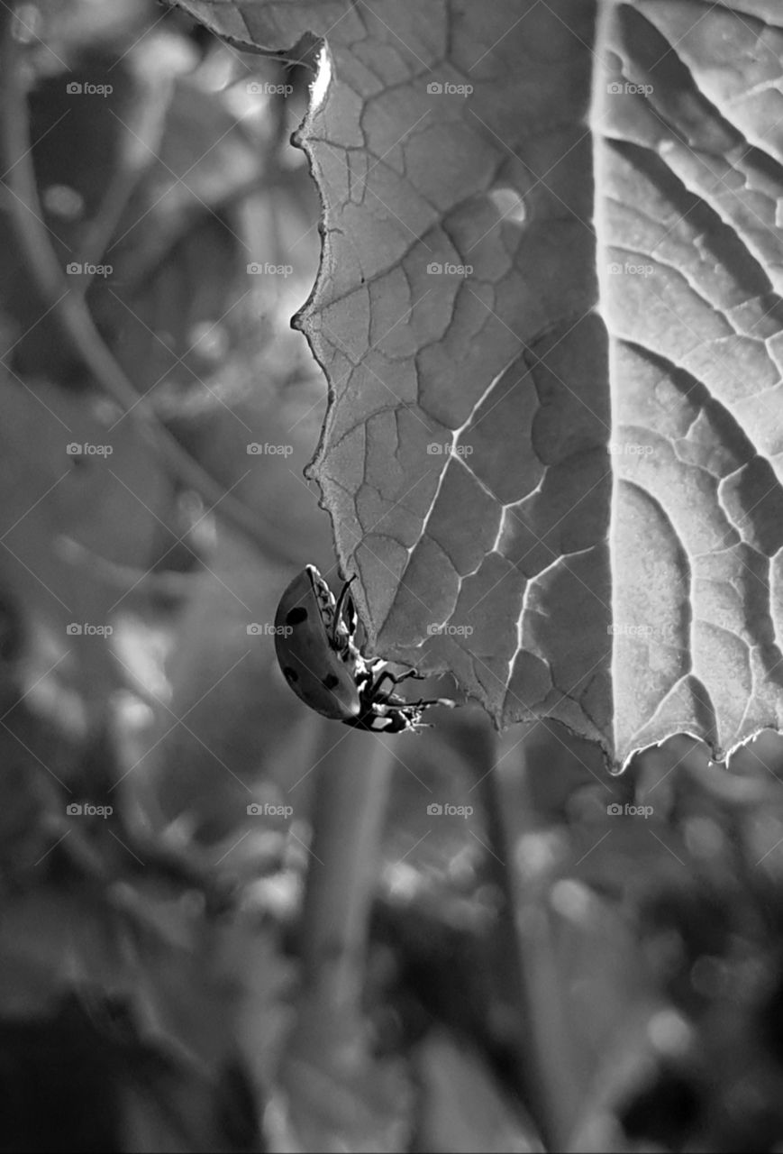 A ladybug climbing on the edge of a leaf. Black and white.