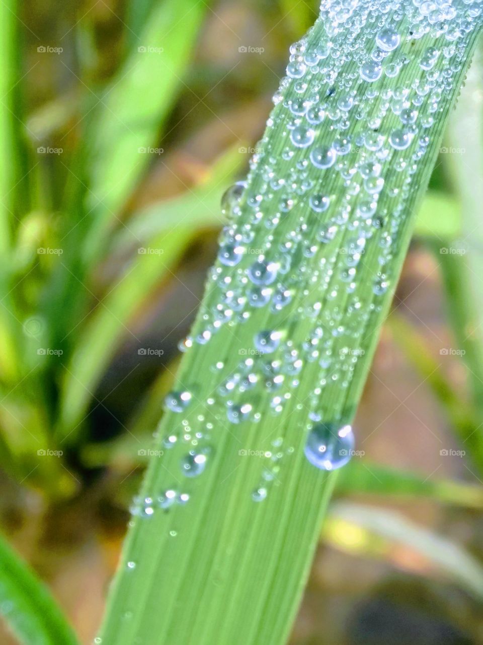 raindrops