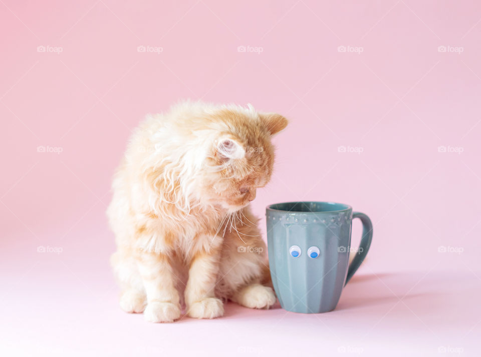 Cat and cup coffee 