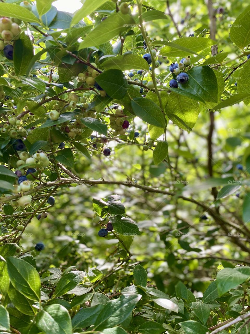 This image shows a cluster of blueberries at various stages of ripeness on the bush. The berries range from green (unripe) to pink (partially ripe) to dark blue (ripe). The leaves are a healthy green, indicating a well-maintained plant.