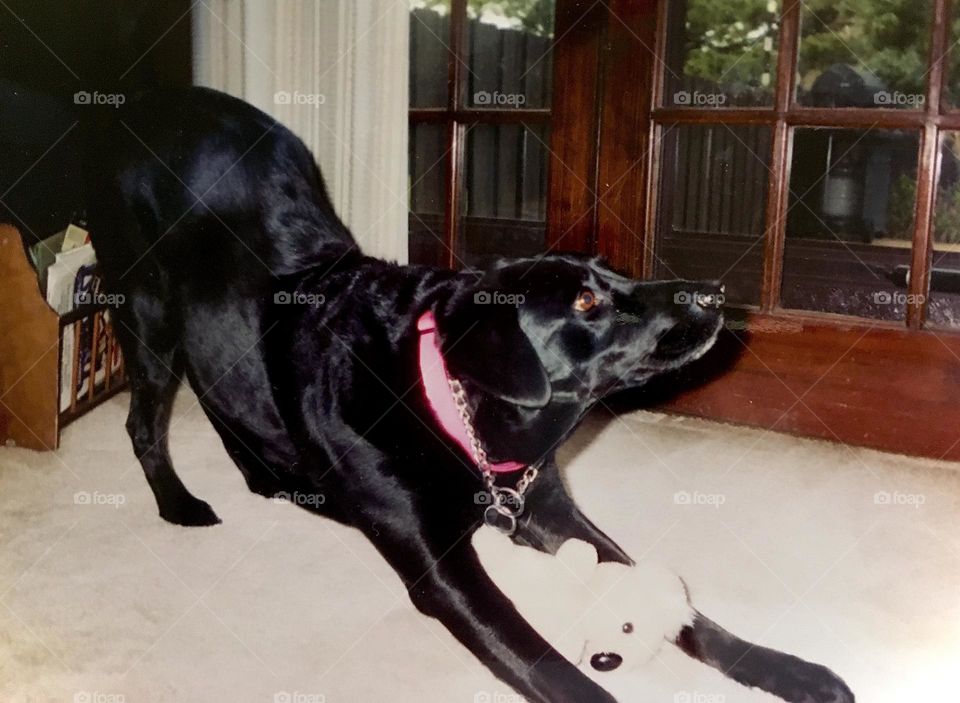 My first furbaby, black lab, her name was Charger - throwback 