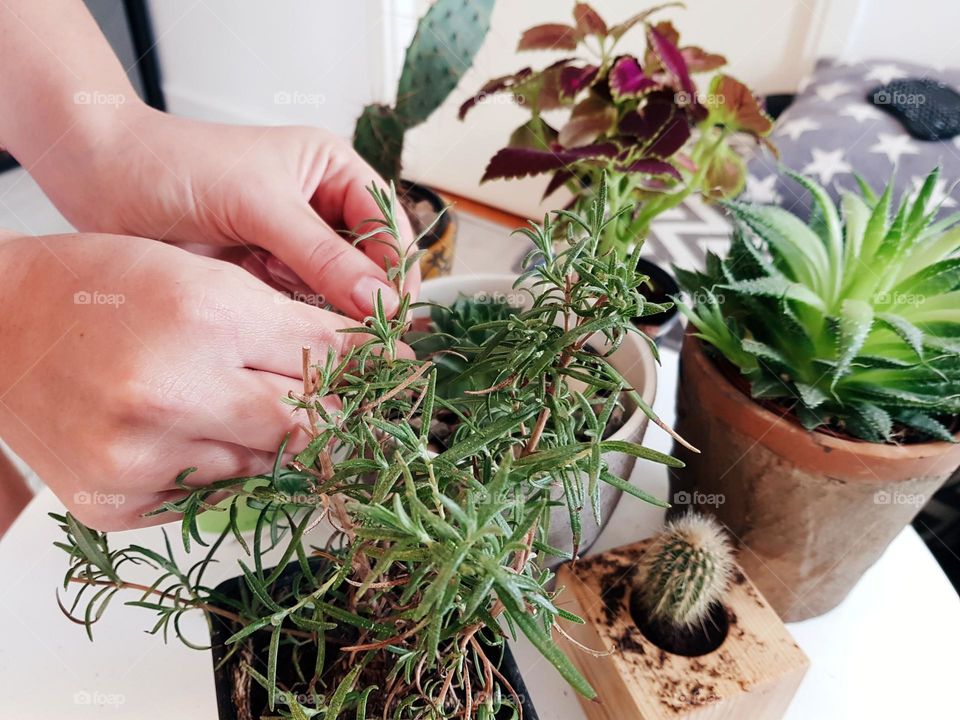 Close-up photo of woman planting succulents and potted plants at home