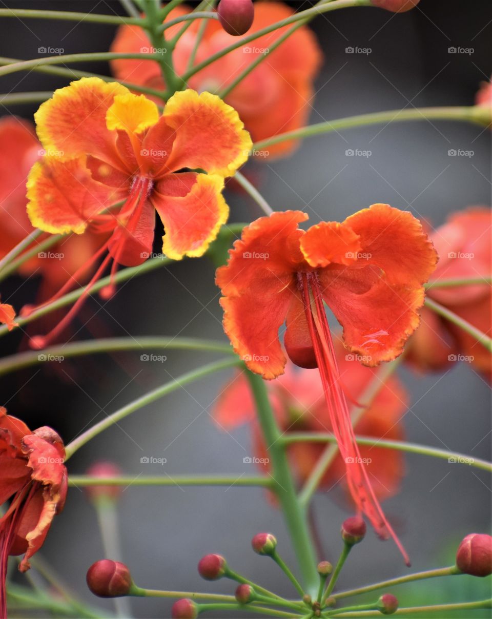 Bright and beautiful flowers