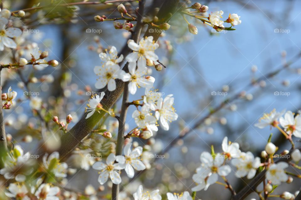 cherry blossom