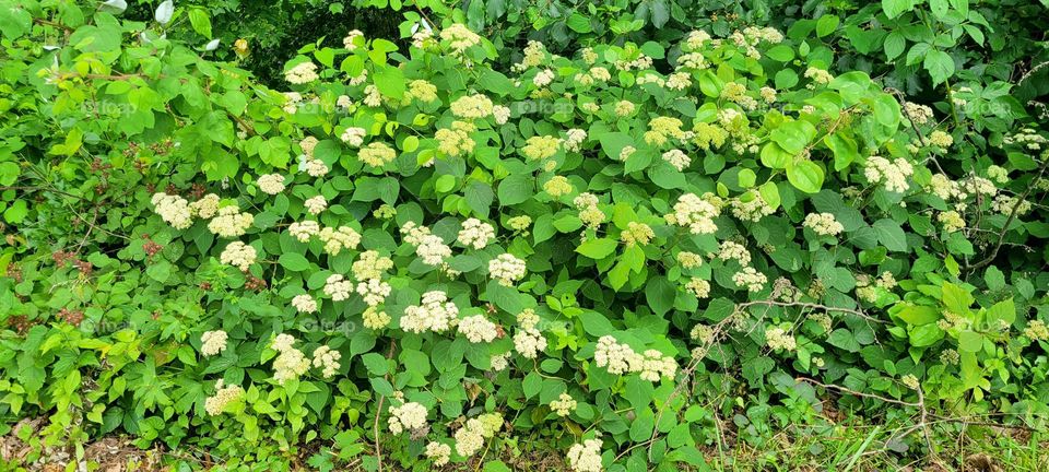flowers and 🍃 leaves