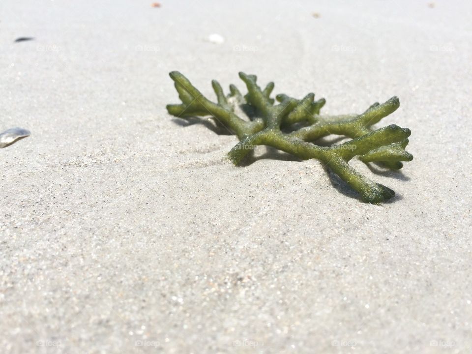 Beach nature