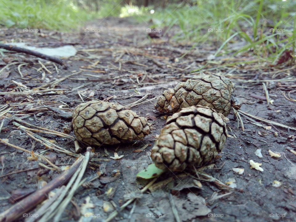 Cones on the forest path