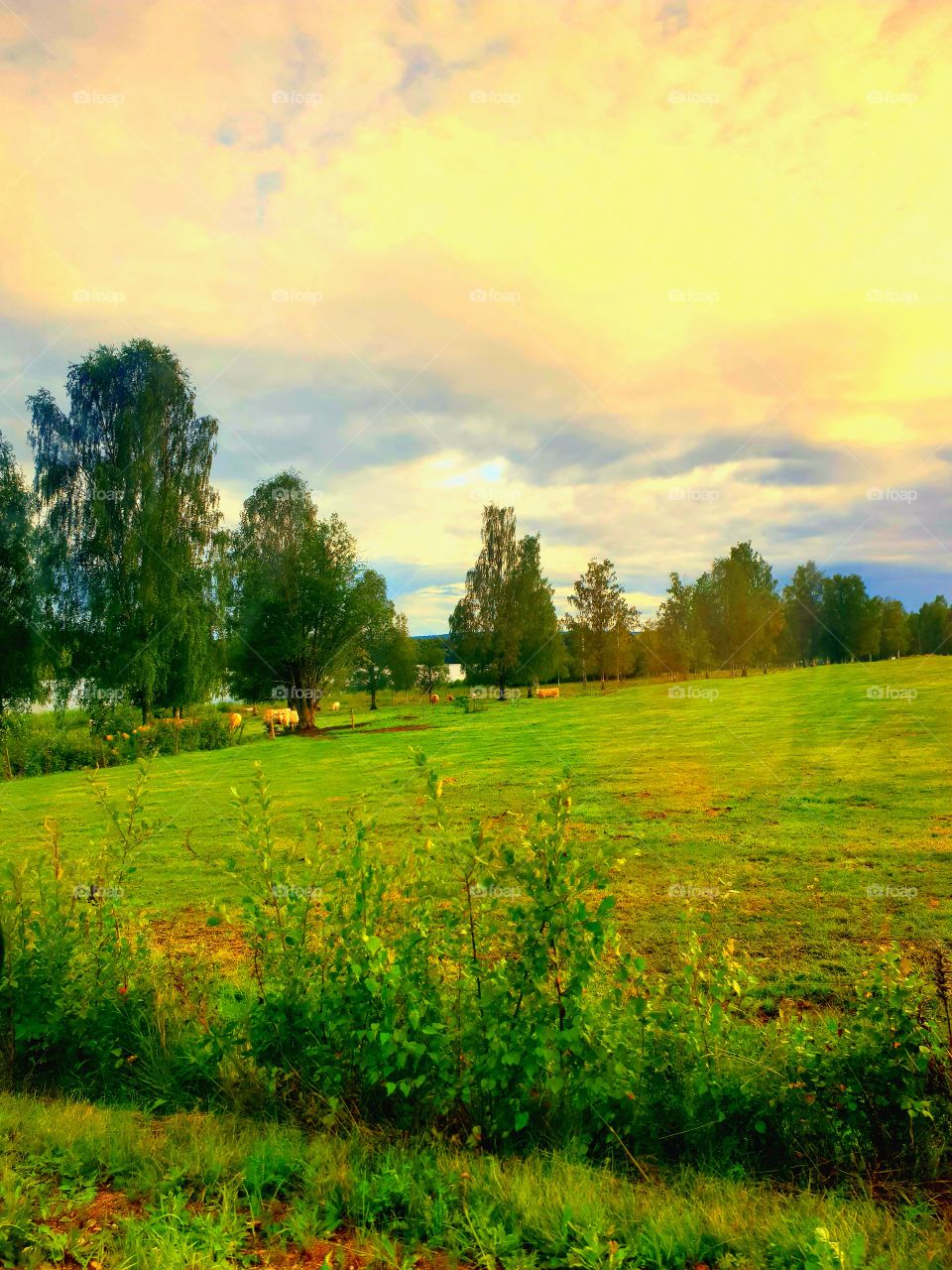 like a paint .summer is over soon .just relazing beaty with nature