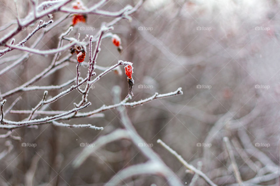 Dogrose berries in snow