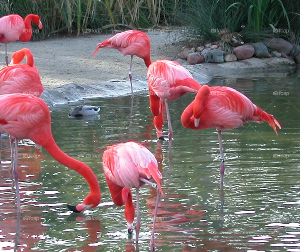 A few flamingos