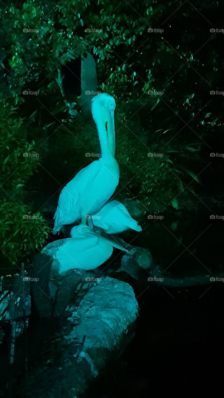 Swan in night