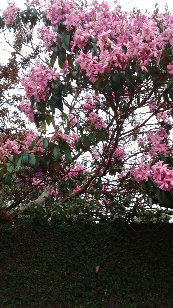 As quaresmeiras cor-de-rosa com a beleza ímpar da natureza. Aqui em casa nos inspiramos com elas.