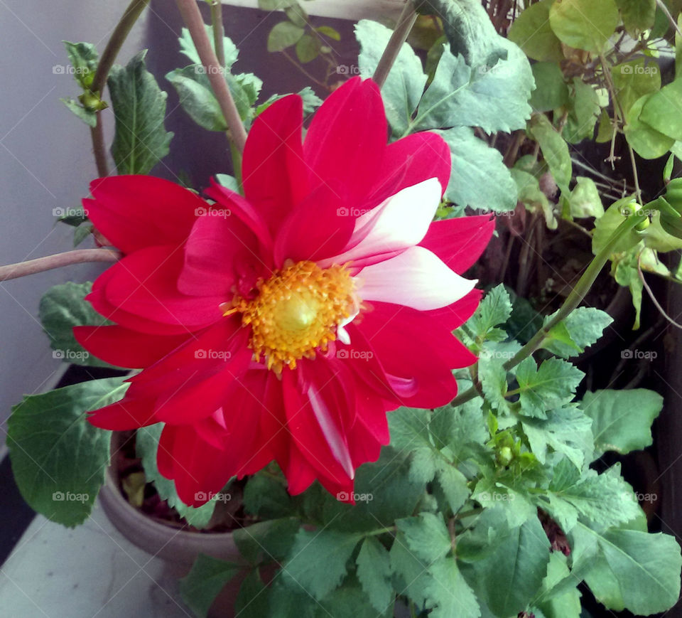 dhalia. red