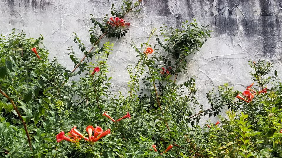 Close-up of a red flower plant