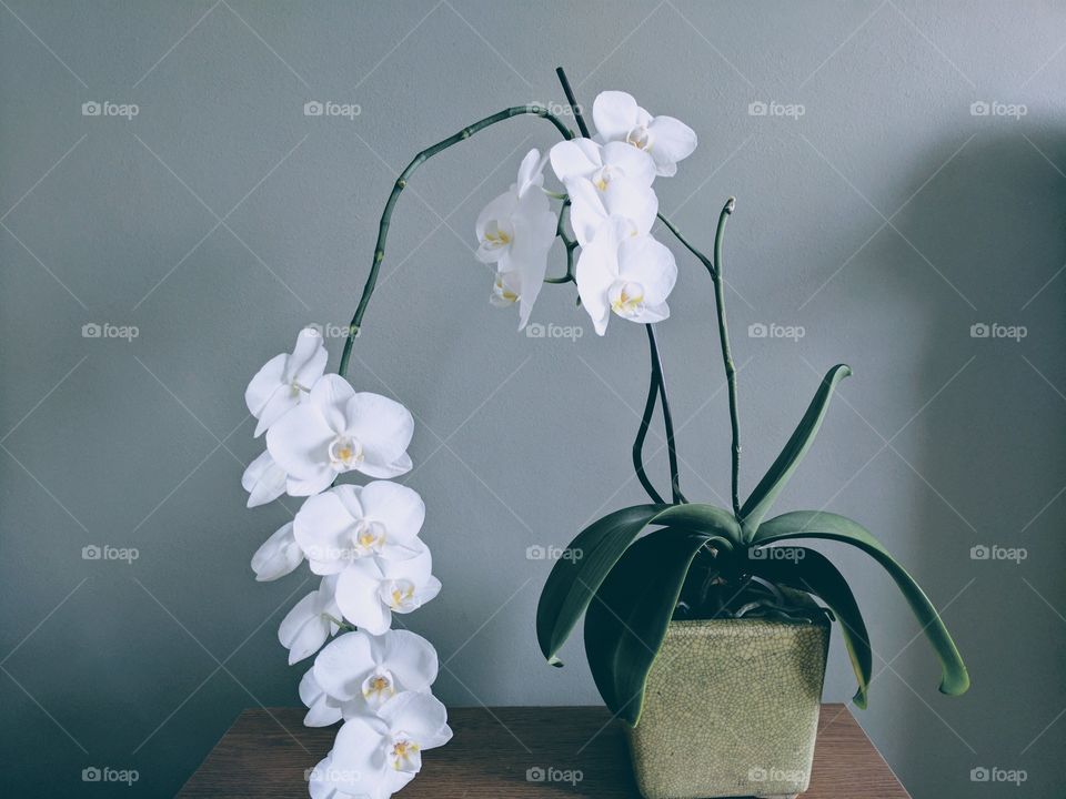 Flower plant on table