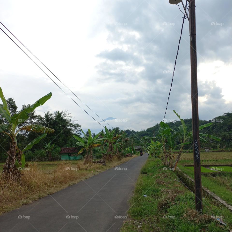 View of the rice fields near the roadside