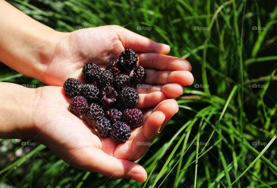 berries