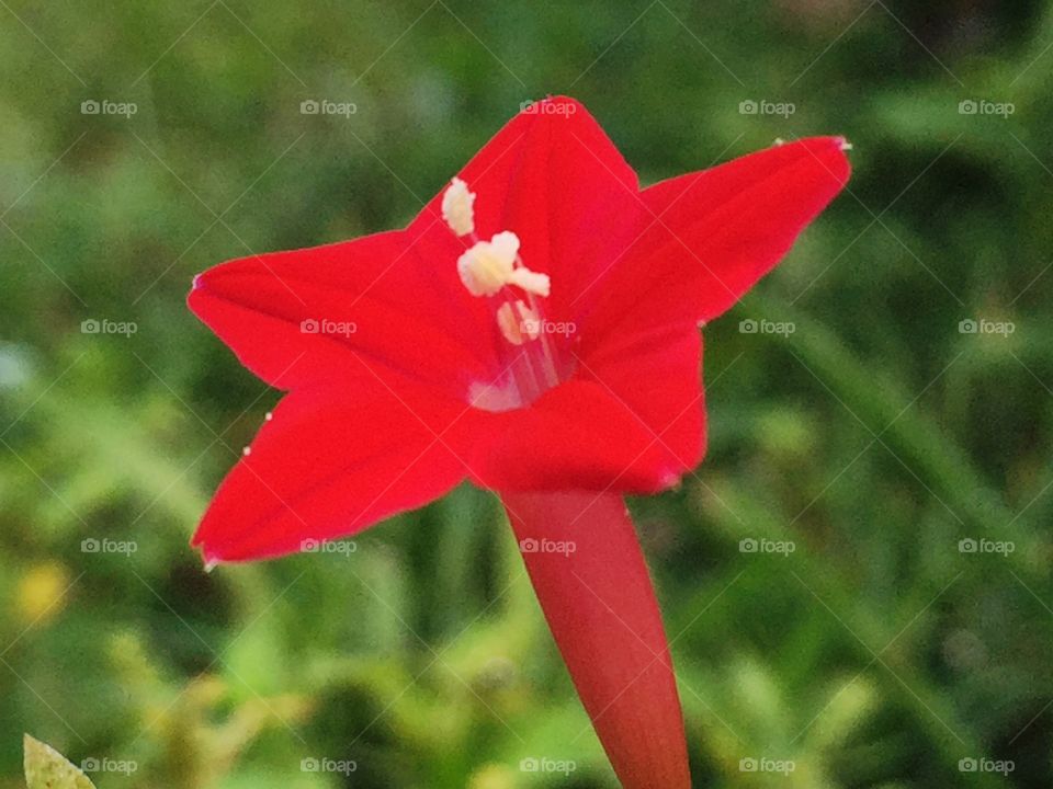 Red flower 